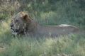 Lion 2